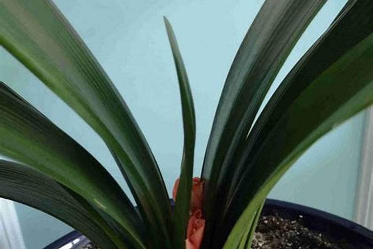 小麦控旺药什么时候打合适