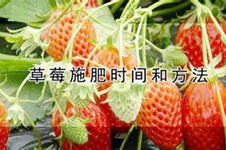 有机控释肥可以种草莓吗？