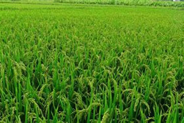 氮肥有哪些哪种最好