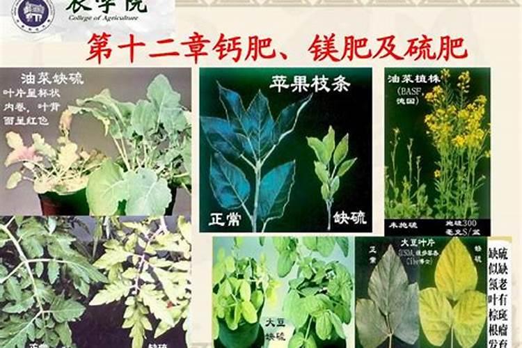 中量元素肥料有哪几种