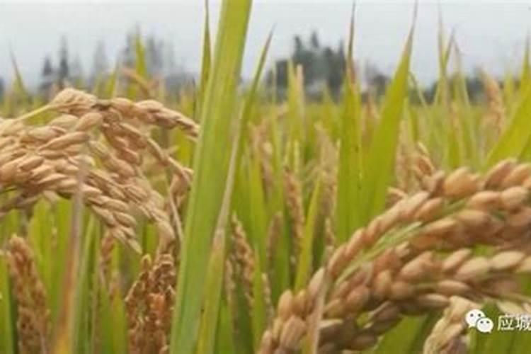 水稻田自生稻如何处理