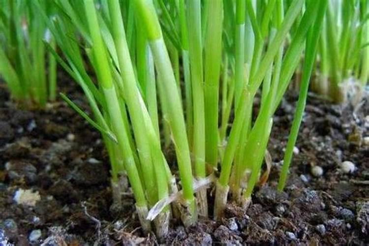 韭菜如何浇水施肥