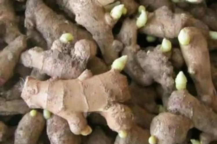 姜要怎么种植,姜的种植方法