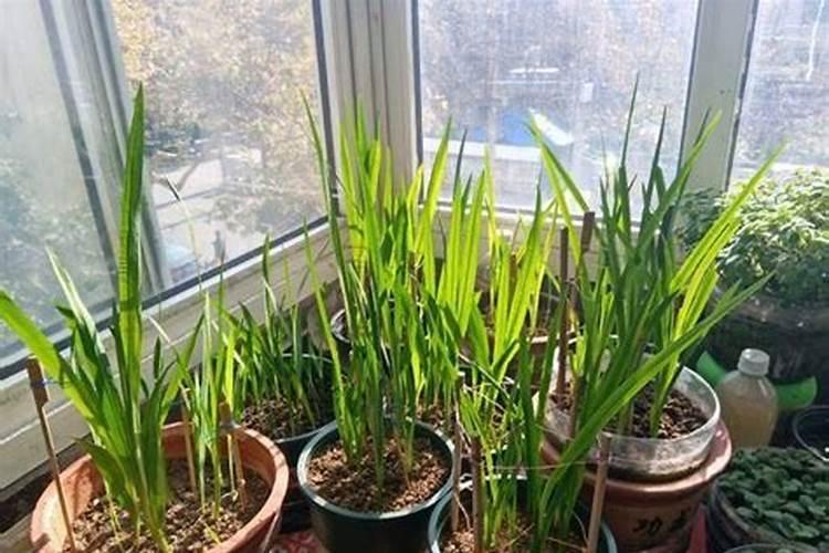 在花盆里种茶花用什么肥料