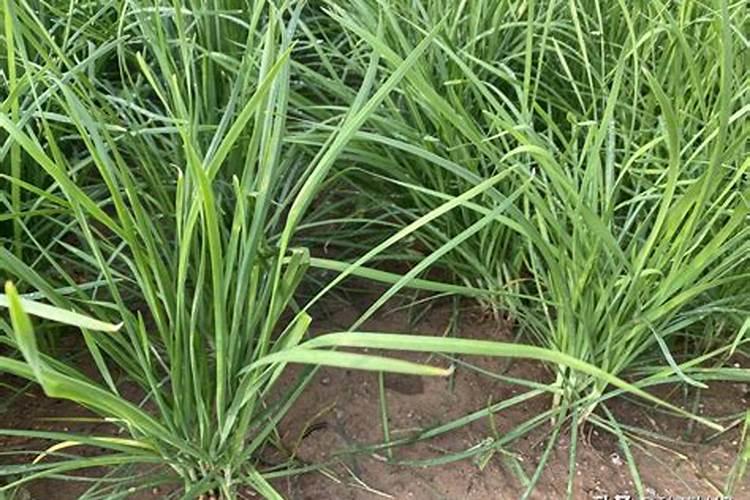 韭菜追肥用什么肥料好