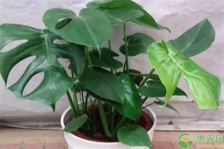 请问老师茴香栽培技术要点有哪些？