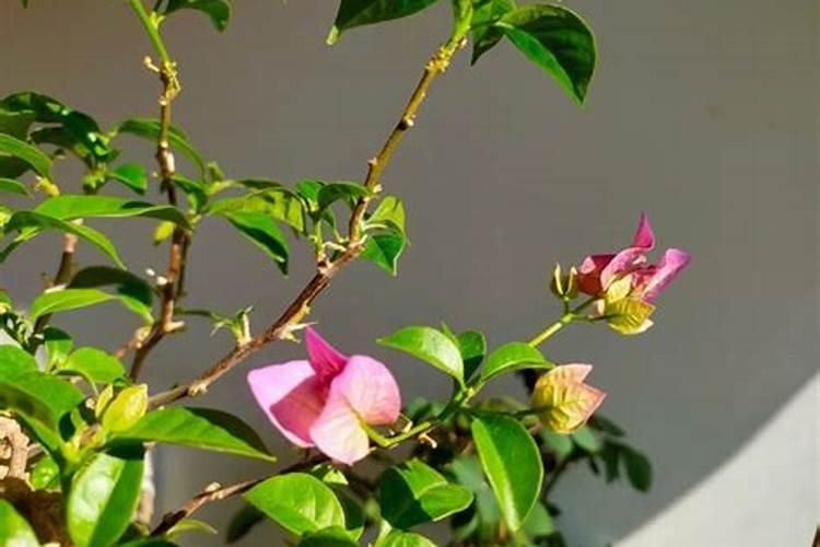 芸苔素多久喷一次,什么时候不能喷,什么情况下使用