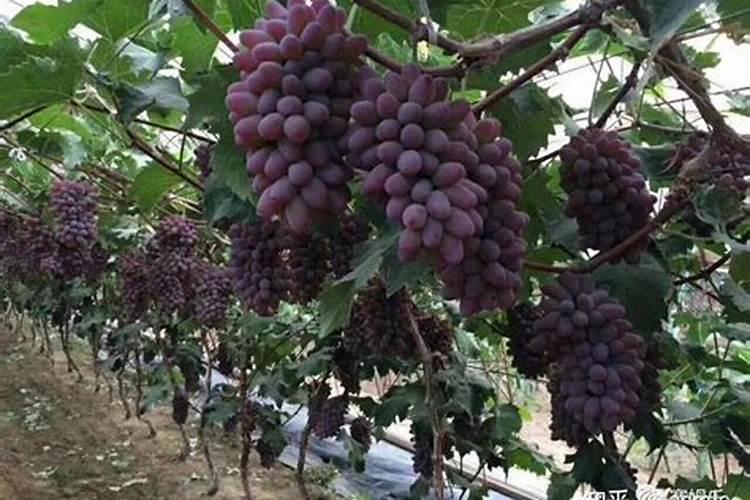 月季药害很严重怎么办