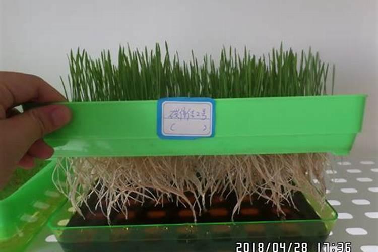 番茄怎么了要用什么药