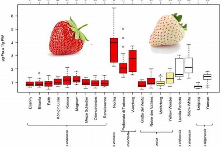 草莓各个时期的施肥方案,什么时候冲高磷肥