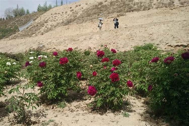 辣椒初花期每亩滴二公斤半高钾肥合适吗