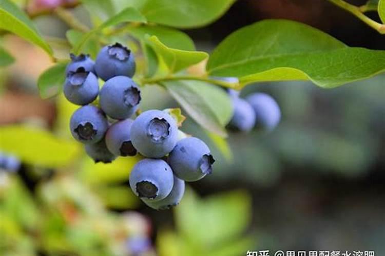 蓝莓苗打什么叶面肥