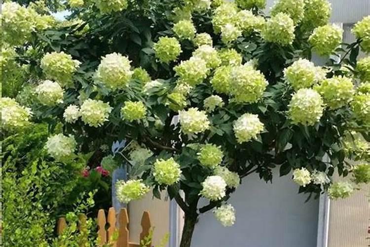 蕨类植物怎么施肥(蕨类植物施肥指南,科学养护,让植物茁壮成长)