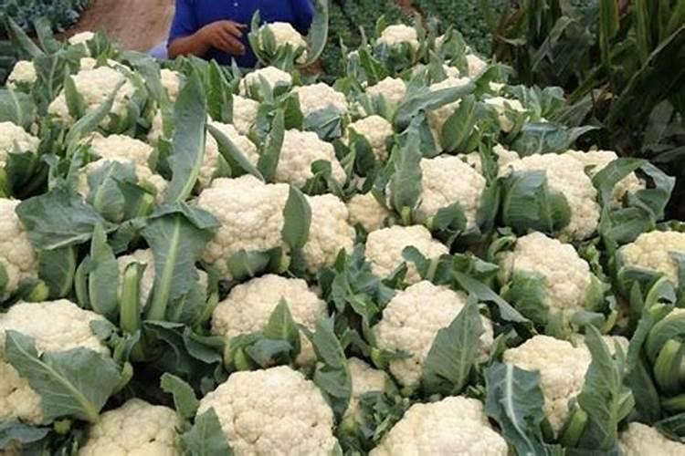 蕨类植物要怎么施肥？