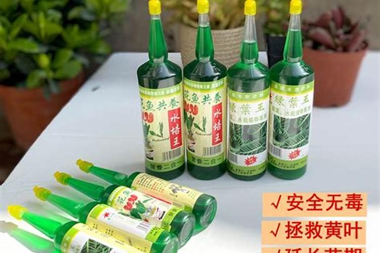 佛手树如何施肥