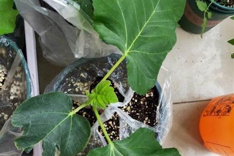 作为化肥磺腐酸钾和硫酸钾的区别!同时介绍哪个更好!