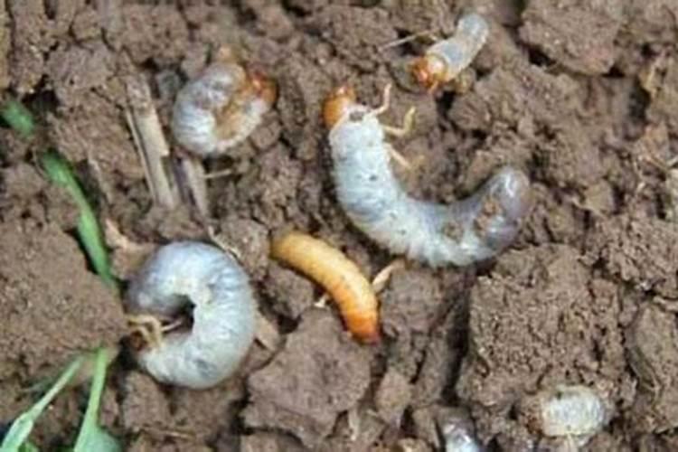 尿素可以兑水浇菜吗,尿素的主要成分是什么