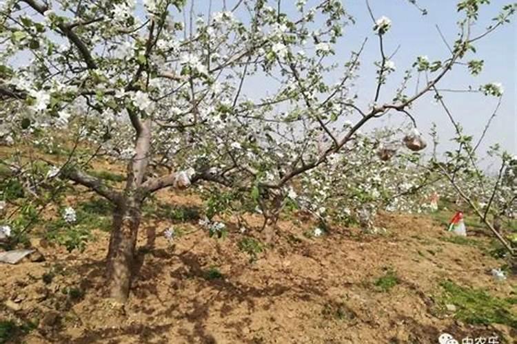 苹果树喷叶面肥最大配比是多少