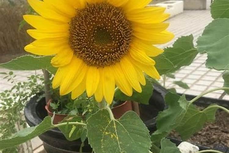 向日葵需肥详细规律花卉百科