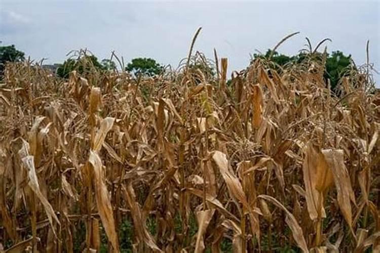 如何使秸秆快速腐熟