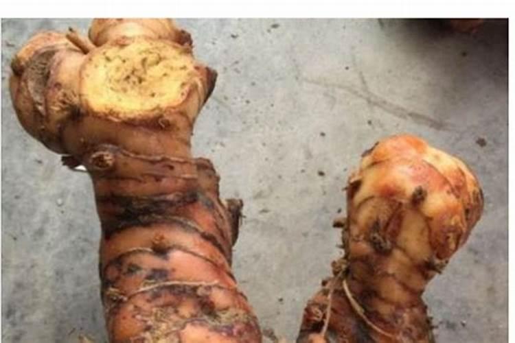 南姜是喜磷作物吗