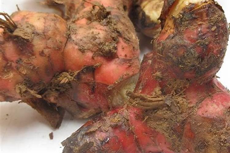 南姜施肥用什么肥料