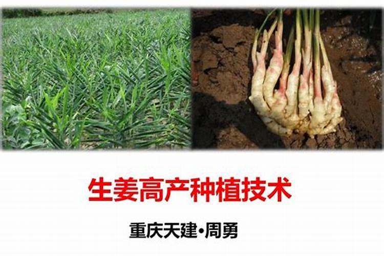 南姜怎么种