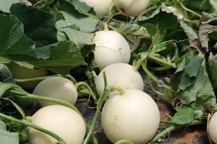 怎么让种的香瓜甜一点