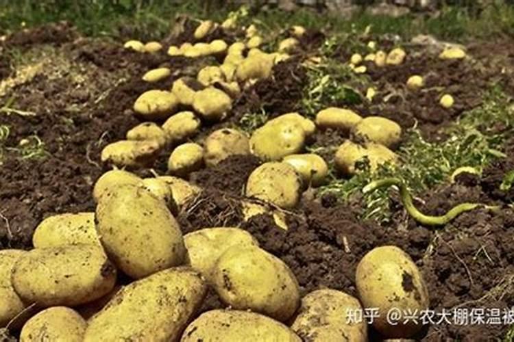 西瓜苗期用什么叶面肥