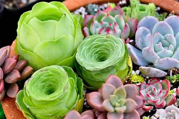 果树为什么不能用含氯的化肥