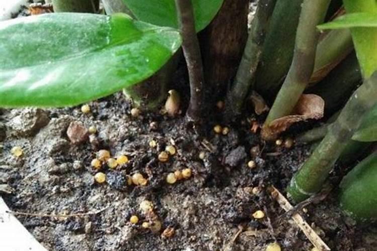 多肉肥料哪种好