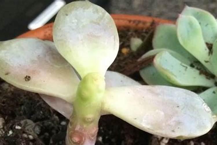 养多肉怎样使用水溶肥