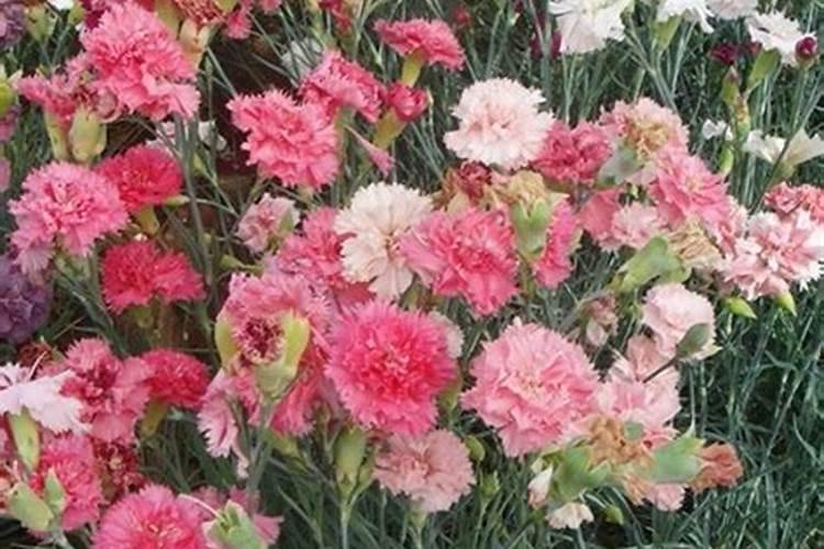 康乃馨花苞干瘪怎么救,三种原因以及解决办法