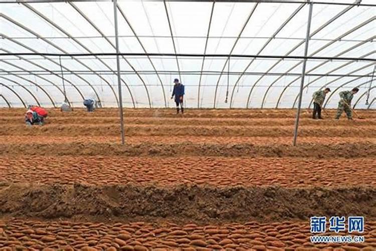 种红薯怎么种才能结薯多高产量(高产种植窍门与栽培技术)