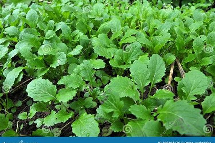 芥菜疙瘩最好追什么肥？