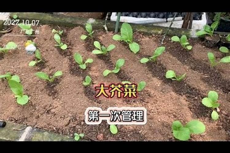光头芥菜种植时间和方法