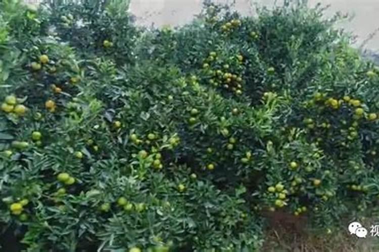 桔子树施什么肥料最好