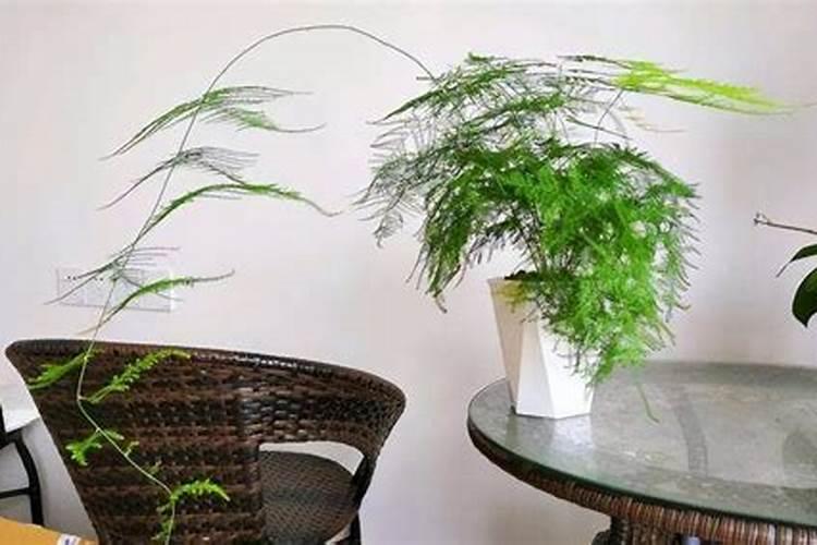 魔芋施肥是什么天气施肥好在下雨天还是晴天？