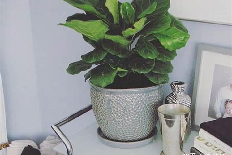 夏天晒太阳补钙在树荫下管用吗