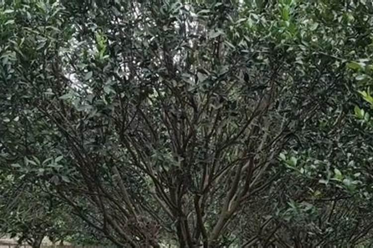 桔子树用什么肥料最好