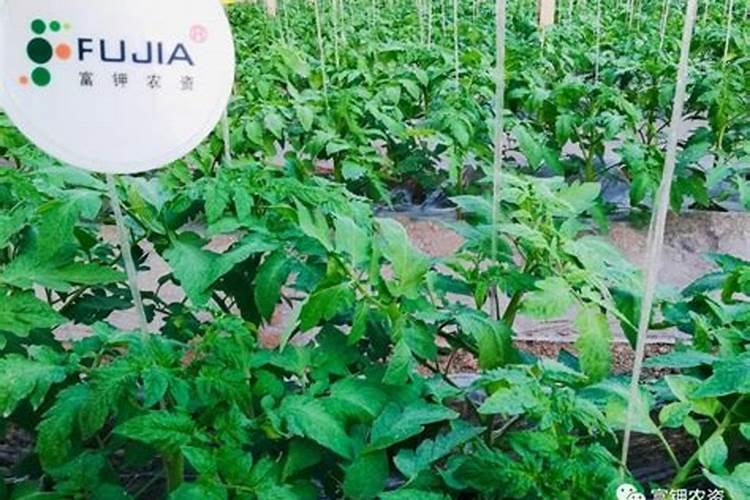 碳酸钾能做肥料吗？在其中有什么作用的？