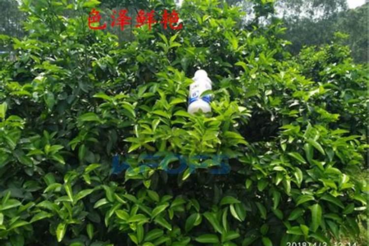 大蒜抽苔后还需要施肥吗