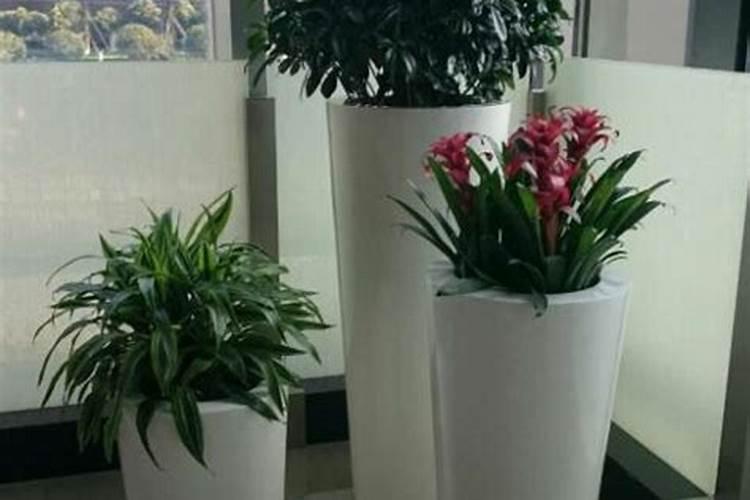 花多多10号适合浇什么？