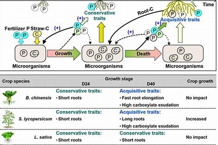 枯草芽孢杆菌与荧光假单胞菌叶面肥混用吗