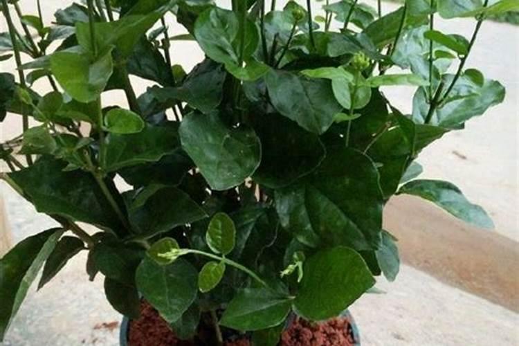 茉莉花施什么肥最好