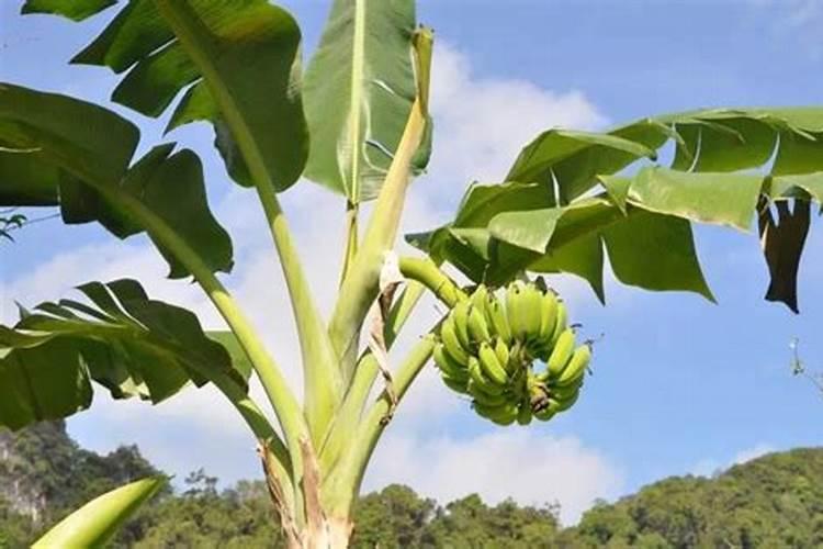 香蕉一般施什么肥