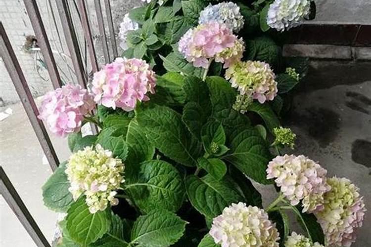 雅苒水溶肥有几个品牌