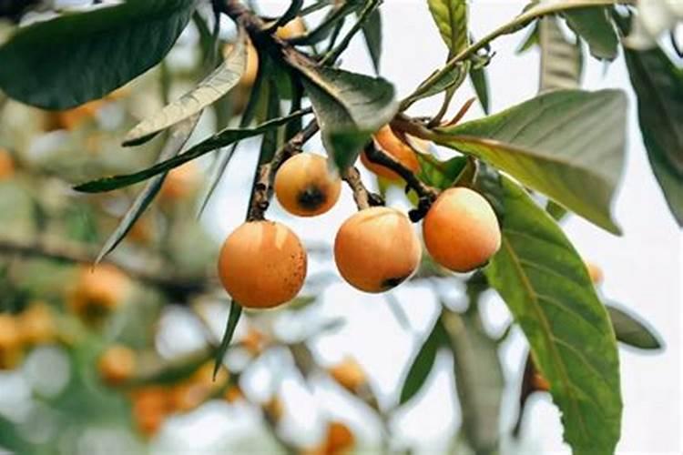 枇杷树移栽多久施肥