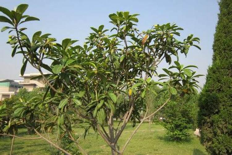 枇杷树什么时候施肥