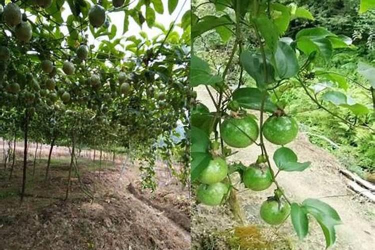 坐果期施什么肥料